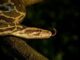 Python Parade Shocks UP: Kids Carry Huge Snake Through Village