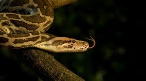 Python Parade Shocks UP: Kids Carry Huge Snake Through Village
